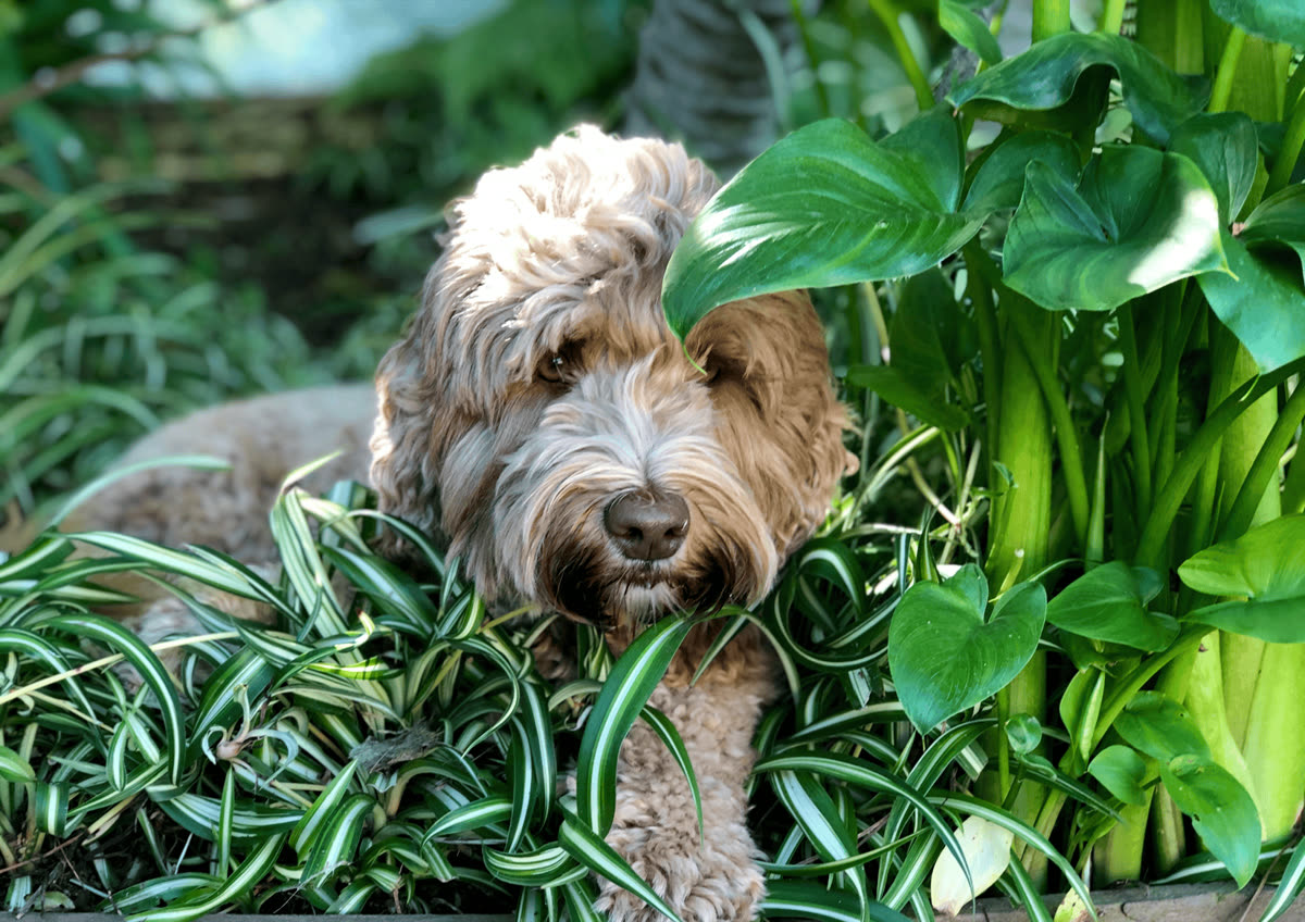 A calm companion dog outdoors, looking attentively toward the camera